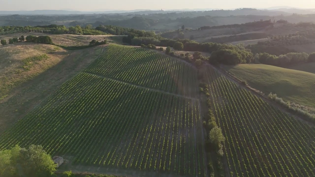 CAPANNO Vineyard at the Sunset