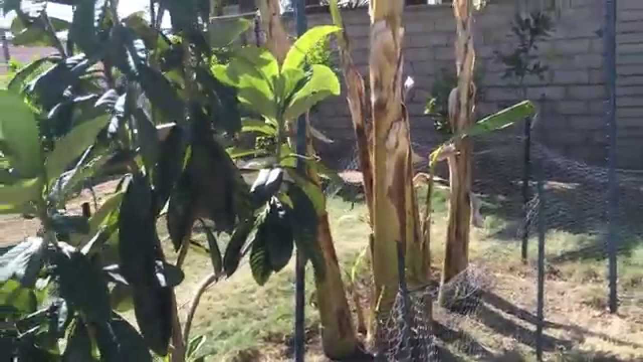 Tour of My Original Garden 110 fruit trees! 03-08-15 (High Density Espalier Gardener)