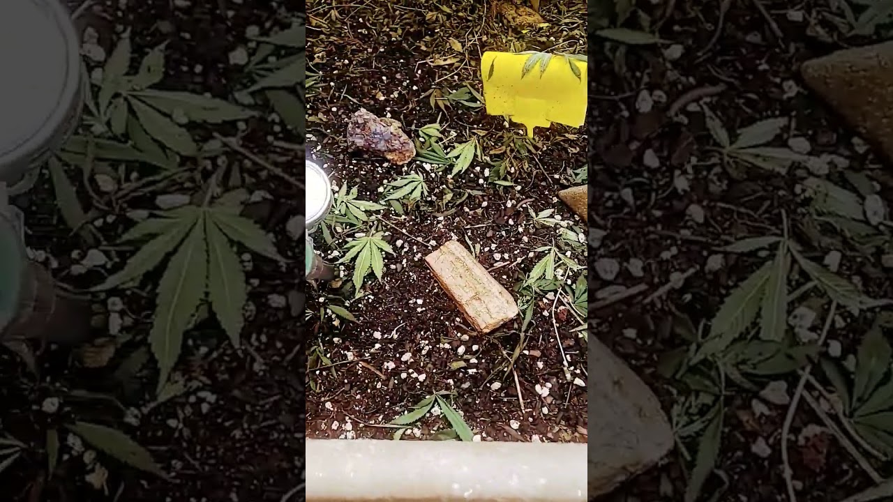 living soil 4x4.. let's grow