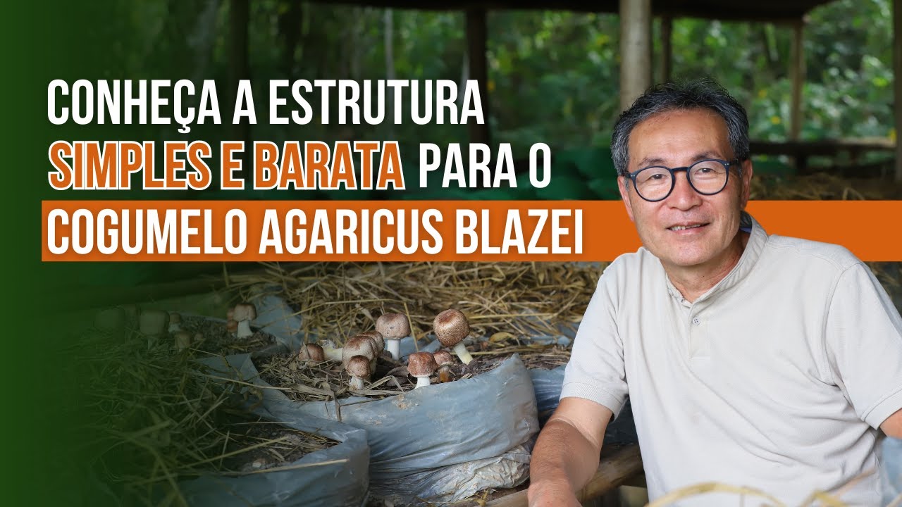 Como ECONOMIZAR na estrutura para o cogumelo Agaricus blazei