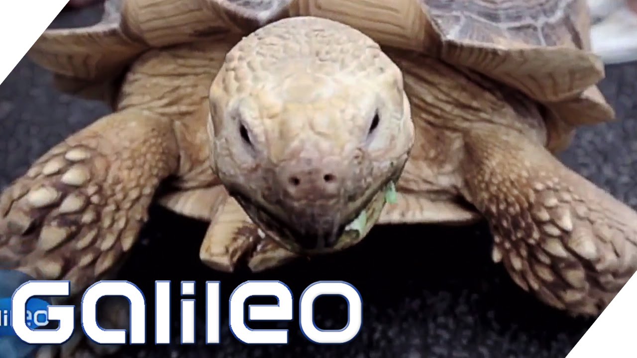Ein ungewöhnliches Paar: Herrchen und Schildkröte | Galileo Lunch Break