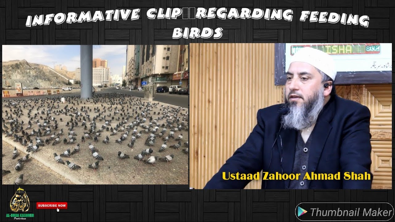 || Informative Clip || Regarding Feeding Birds || By || Ustaad Zahoor Ahmad Shah Al-Madani