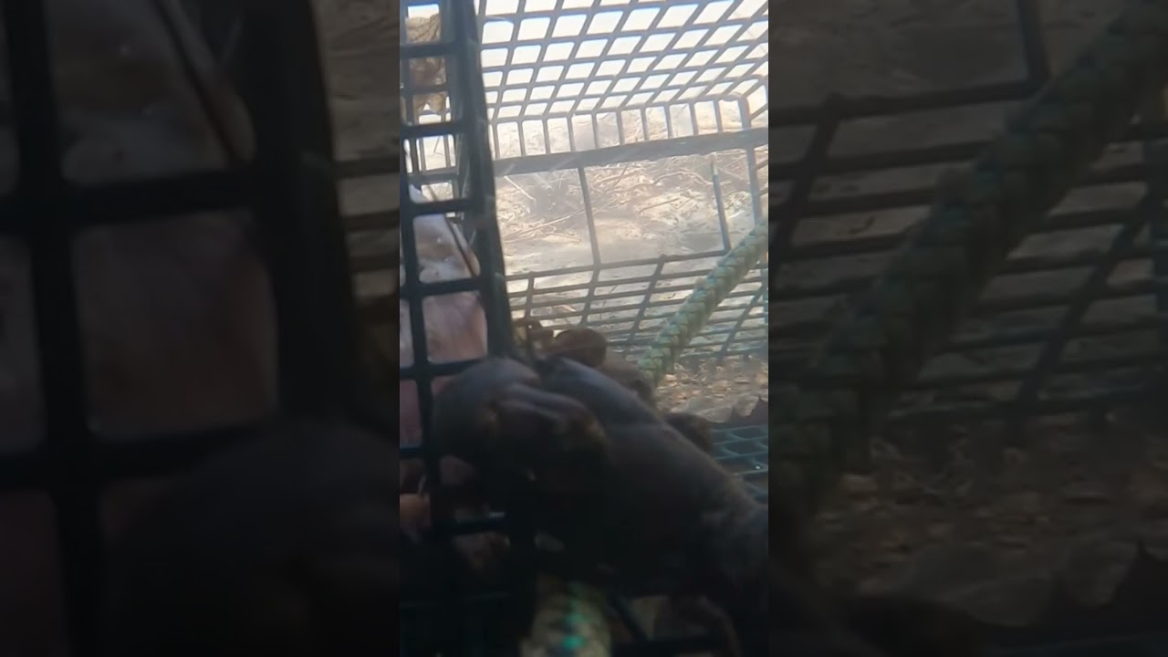 Underwater Crawfish Trap Camera #fishing #creekfishing