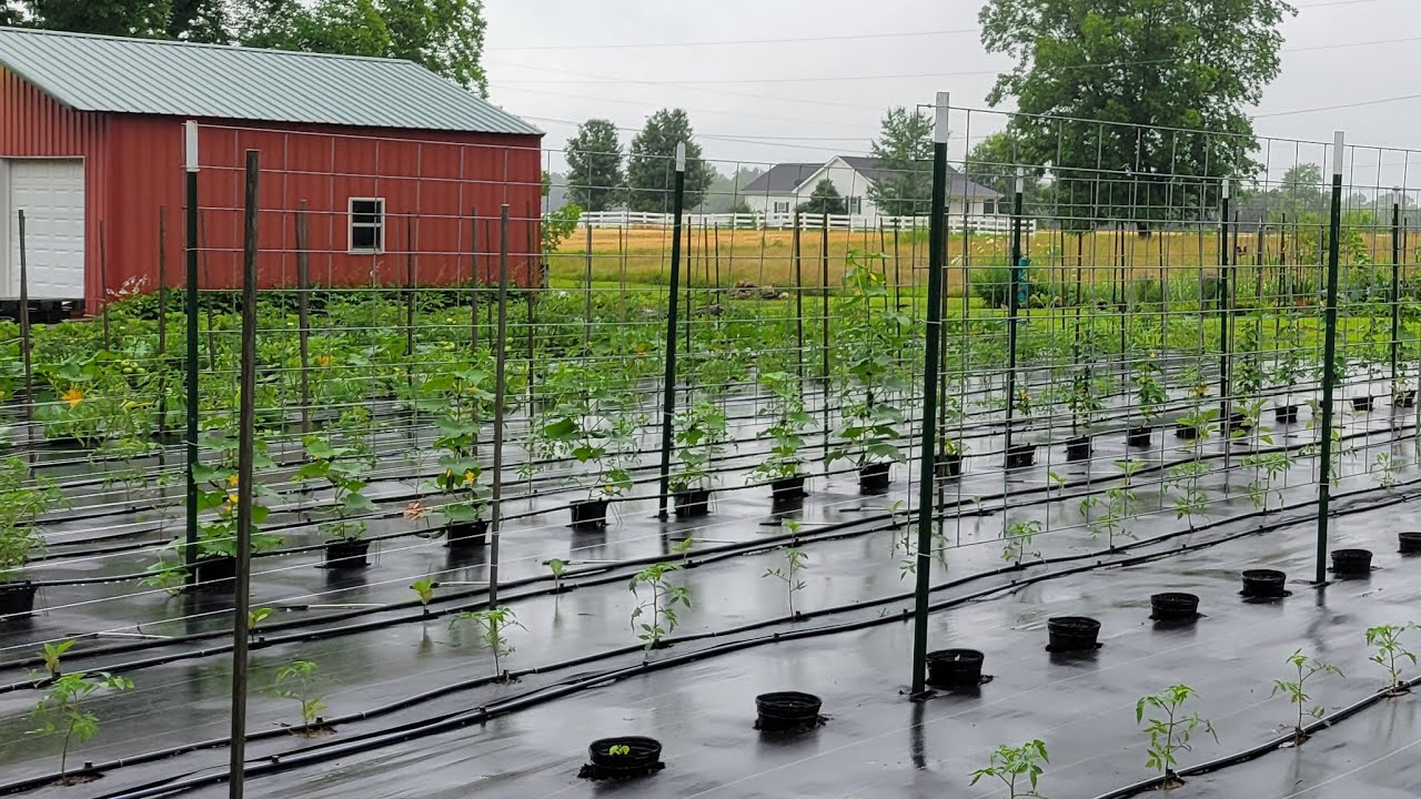 Saturday Garden Walk Through June 14, 2025