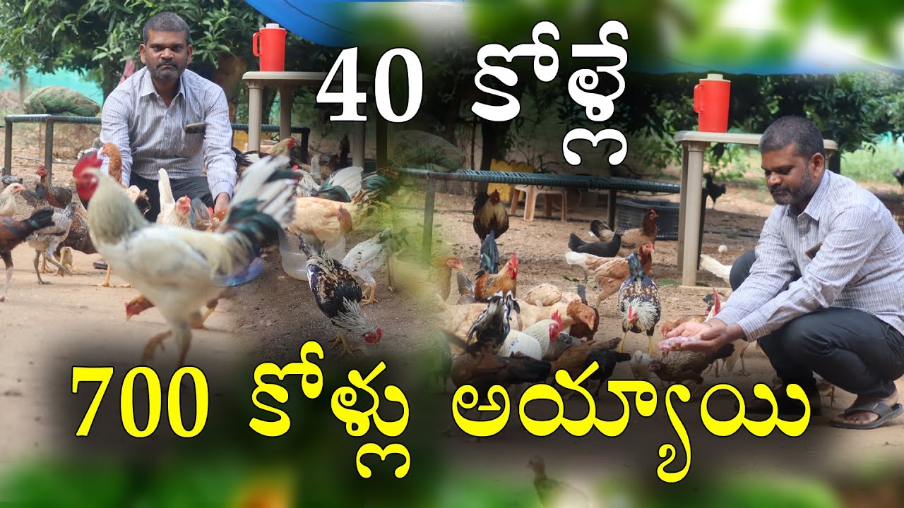 40 కోళ్లు ఇప్పుడు 700 అయ్యాయి || తోటలోనే స్వేచ్ఛగా తిరుగుతాయి || Country Chicken Farming || Vasu