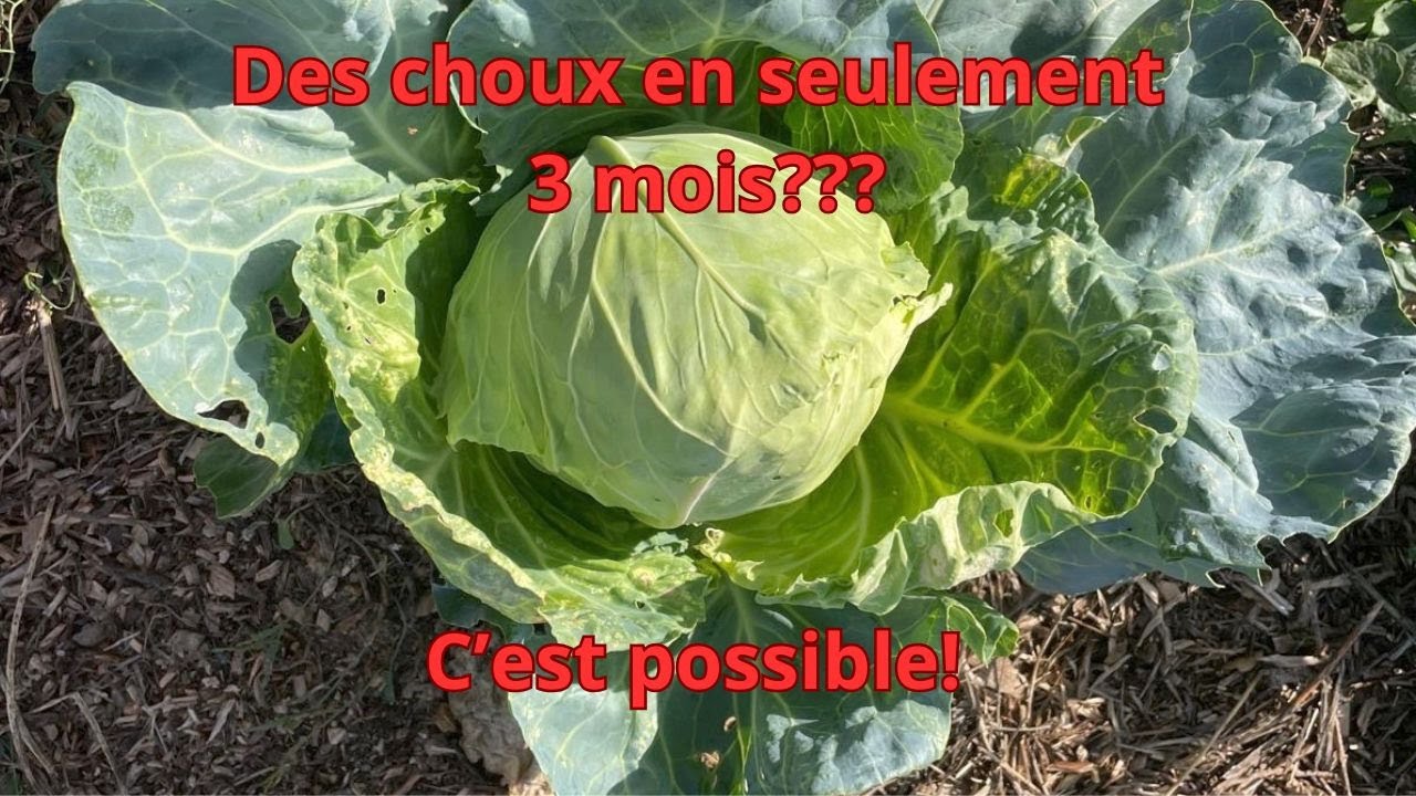 Des choux en 3 mois??? C'est possible
