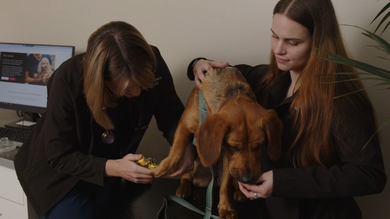 How To Trim Your Dog's Nails | Vet demonstration