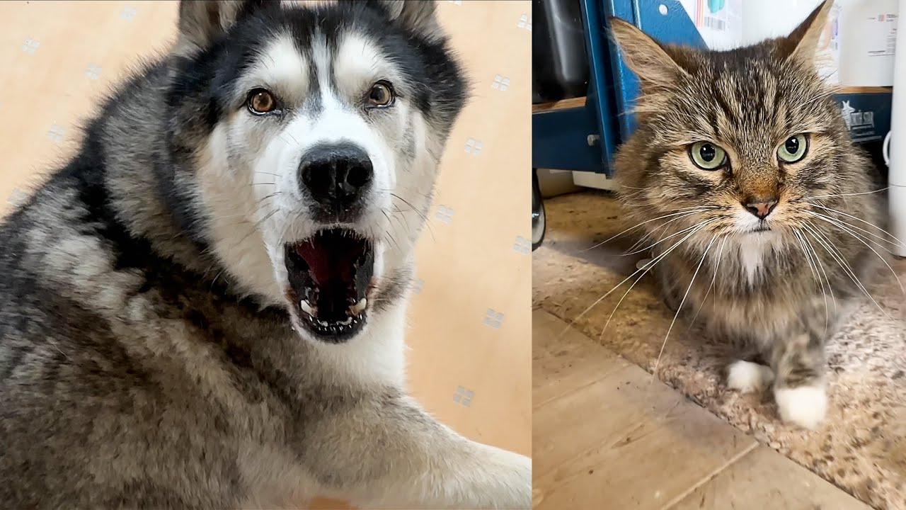 Shunned By My Husky For Petting Chatty CAT in His House!