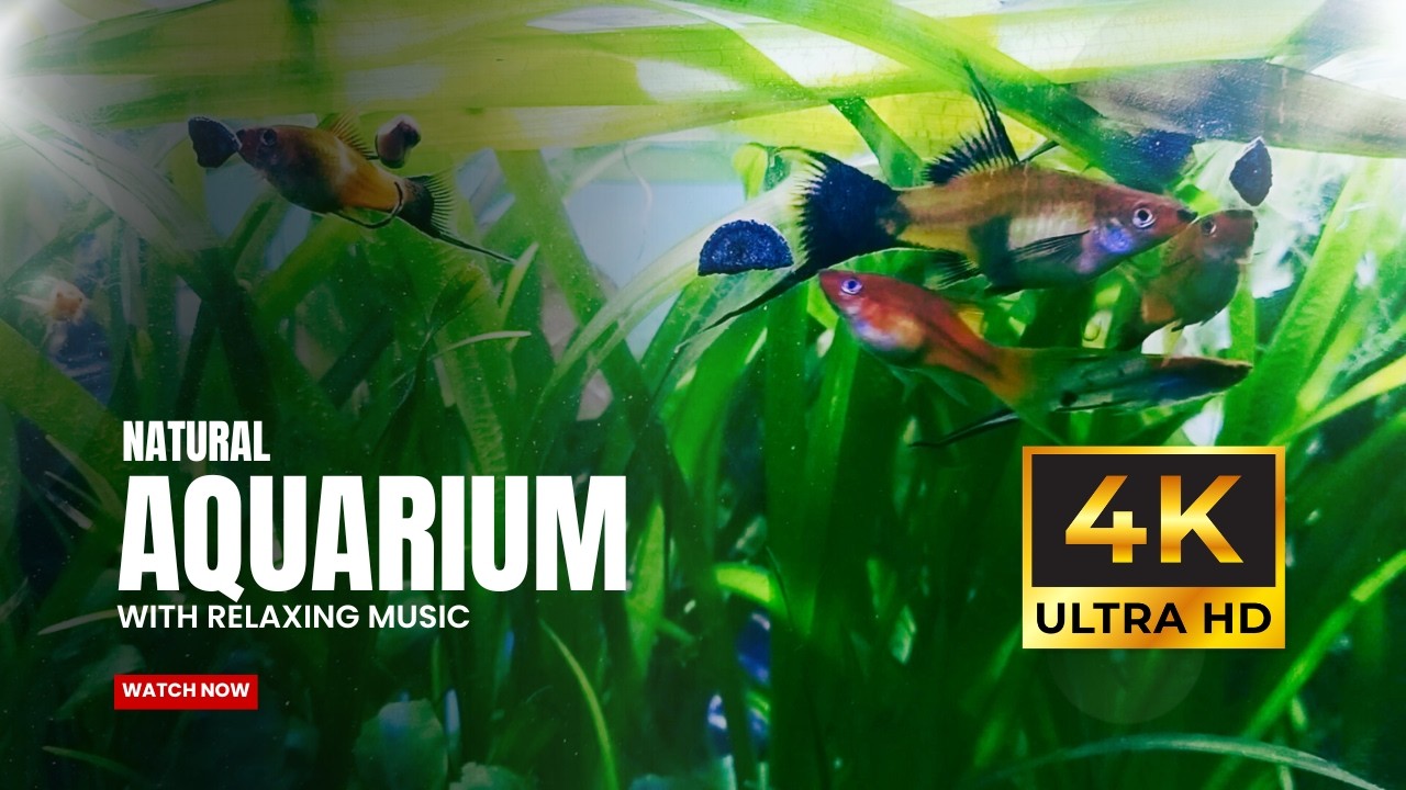 4khd Freshwater Aquarium Relaxing Video