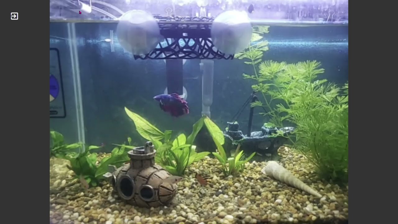My Fish Tank R2