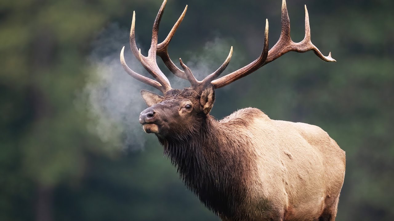 The Dramatic Life Cycles of Alaska’s Arctic Wildlife (Animal Documentary)