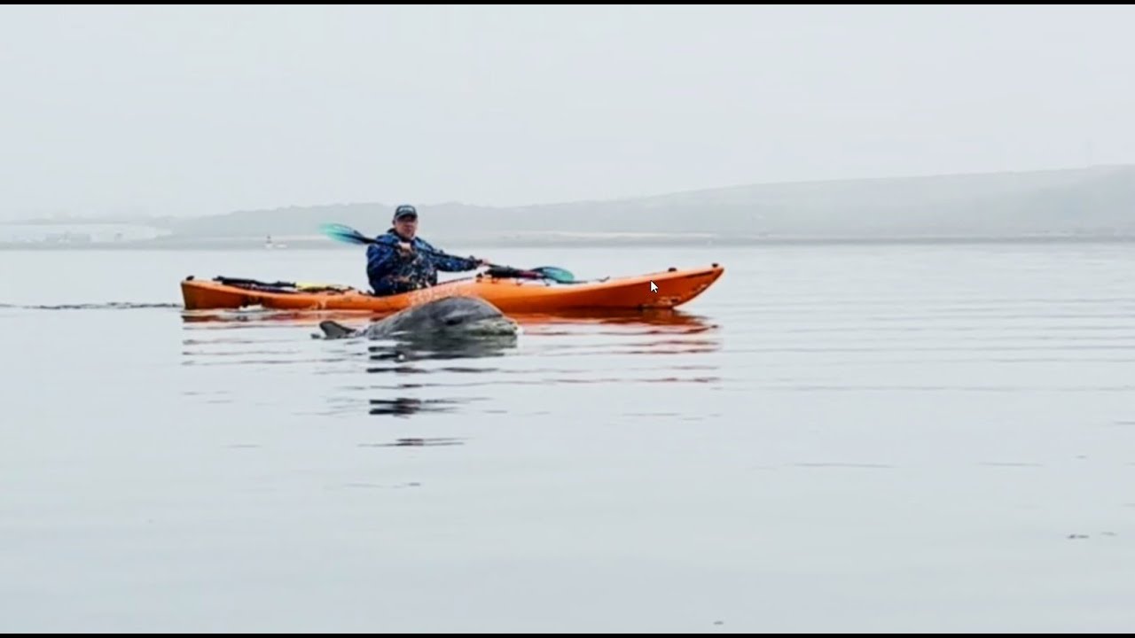 Playing with a Dolphin under the Forth Bridges