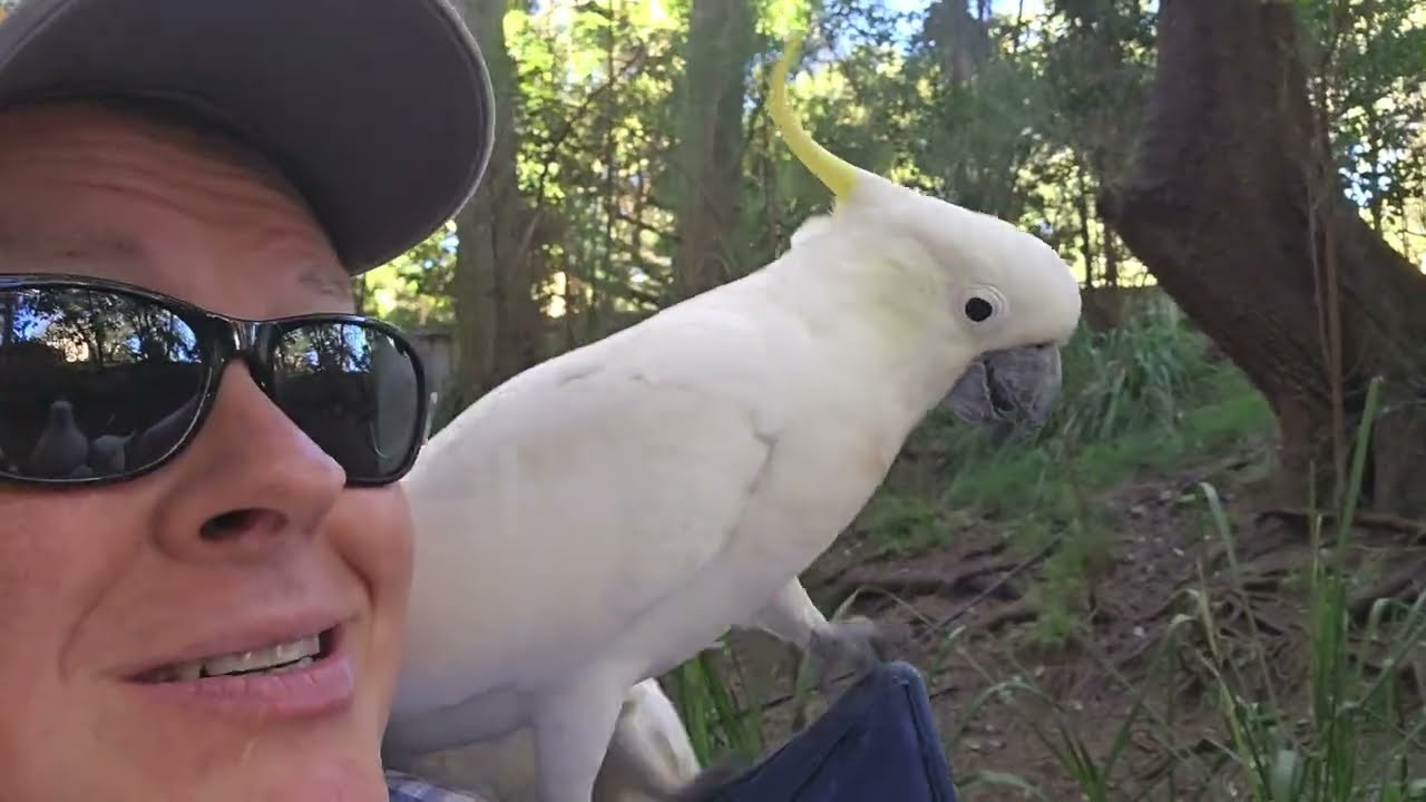 Cuddles and cackles with wild cockatoos 