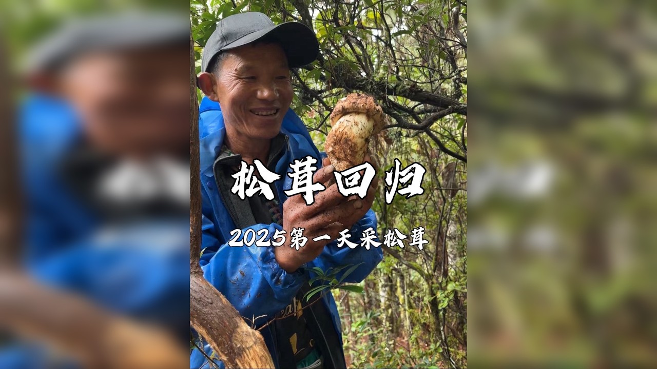 今年第一天采松茸，就拿下了半斤大的精品菌