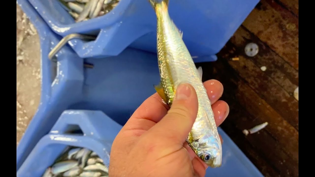 PESCATO E CUCINATO A BORDO! in collaborazione con TUTTOVIVO