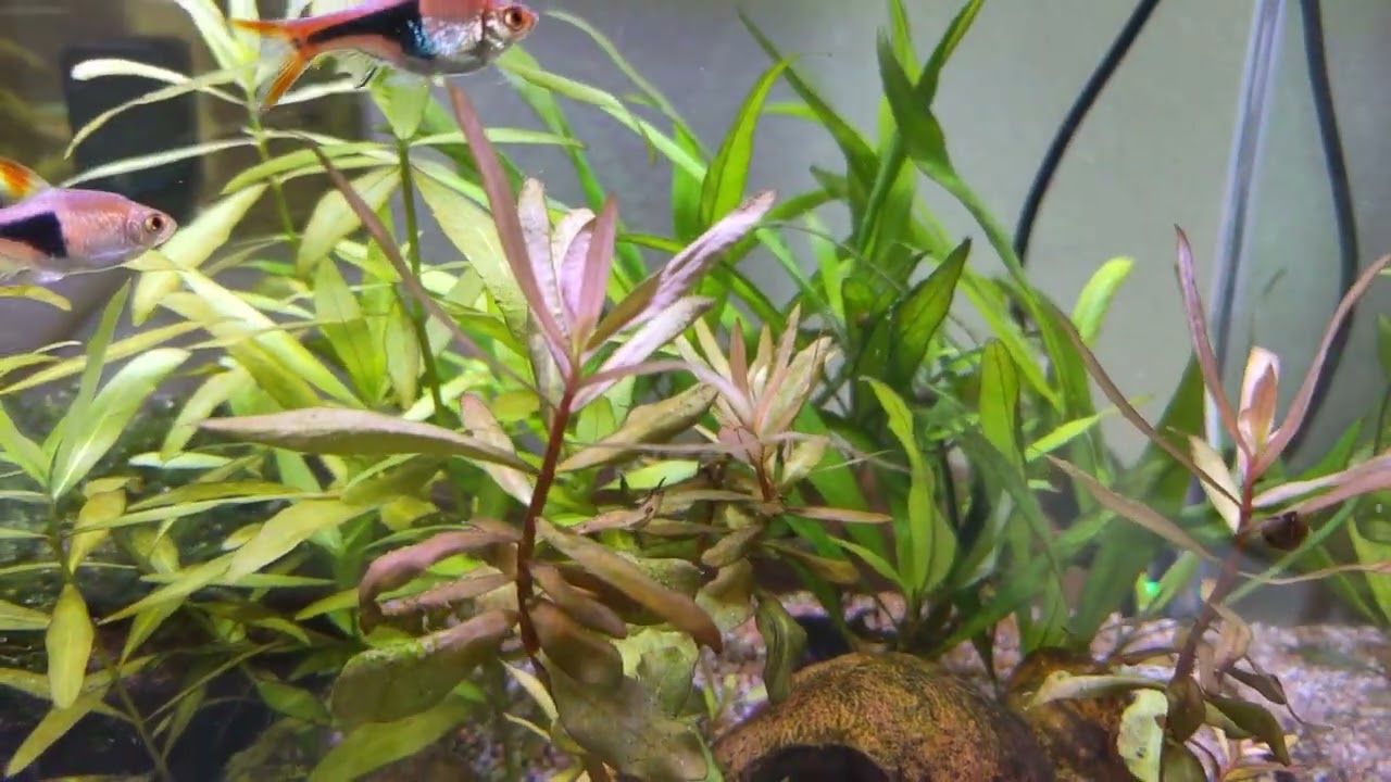 Ammania Senegalensis!