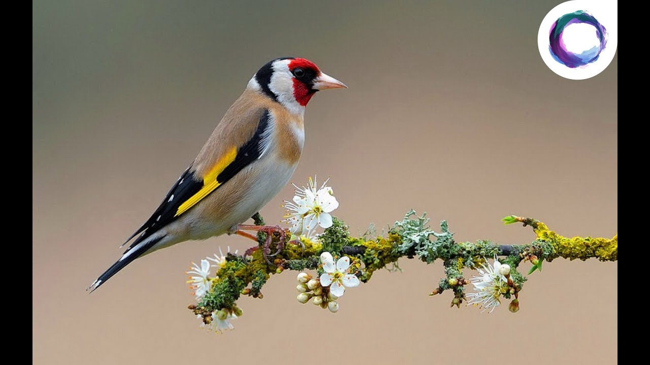 Birds, Ambient Music Meditation, Relaxing Chirping and Pads