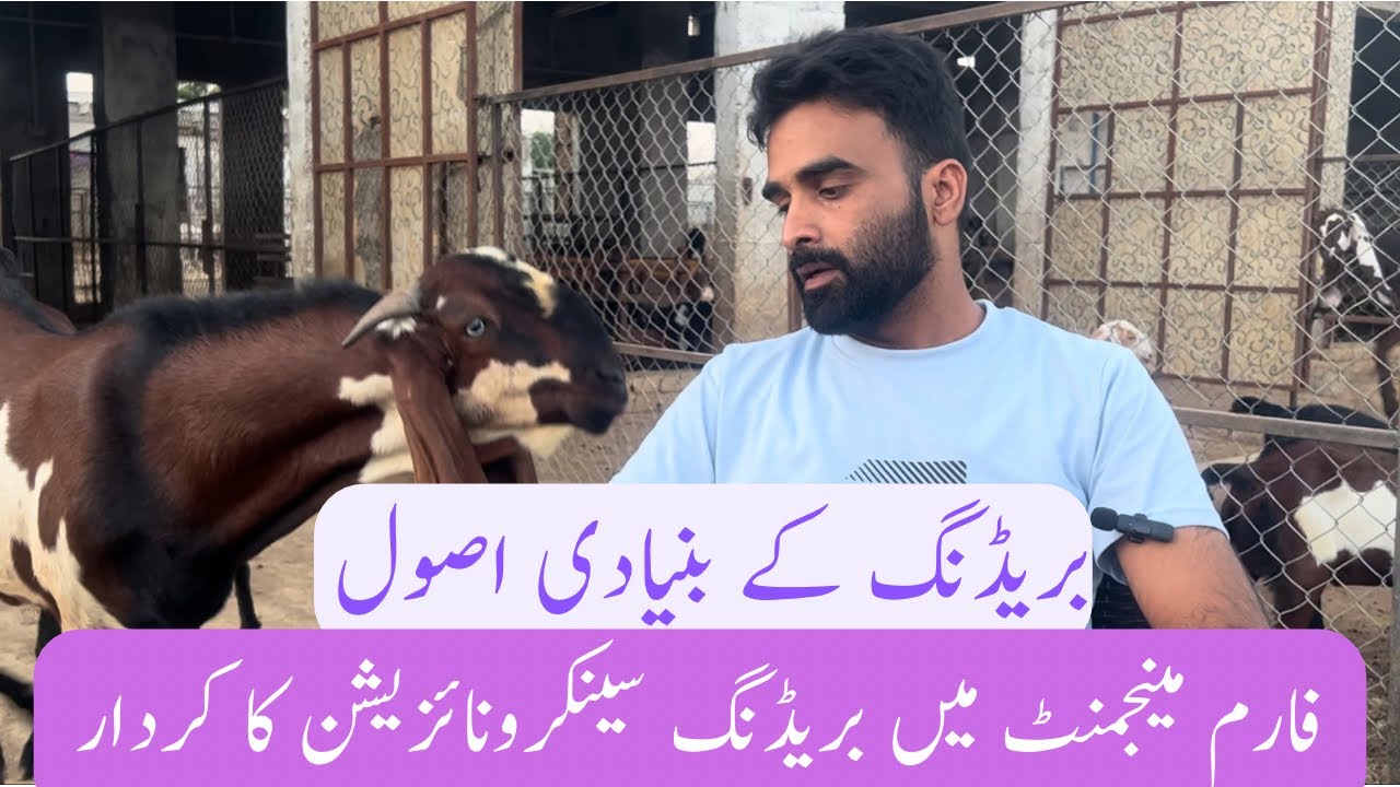 Breeding Synchronization || Save Time, Cost and Labour.