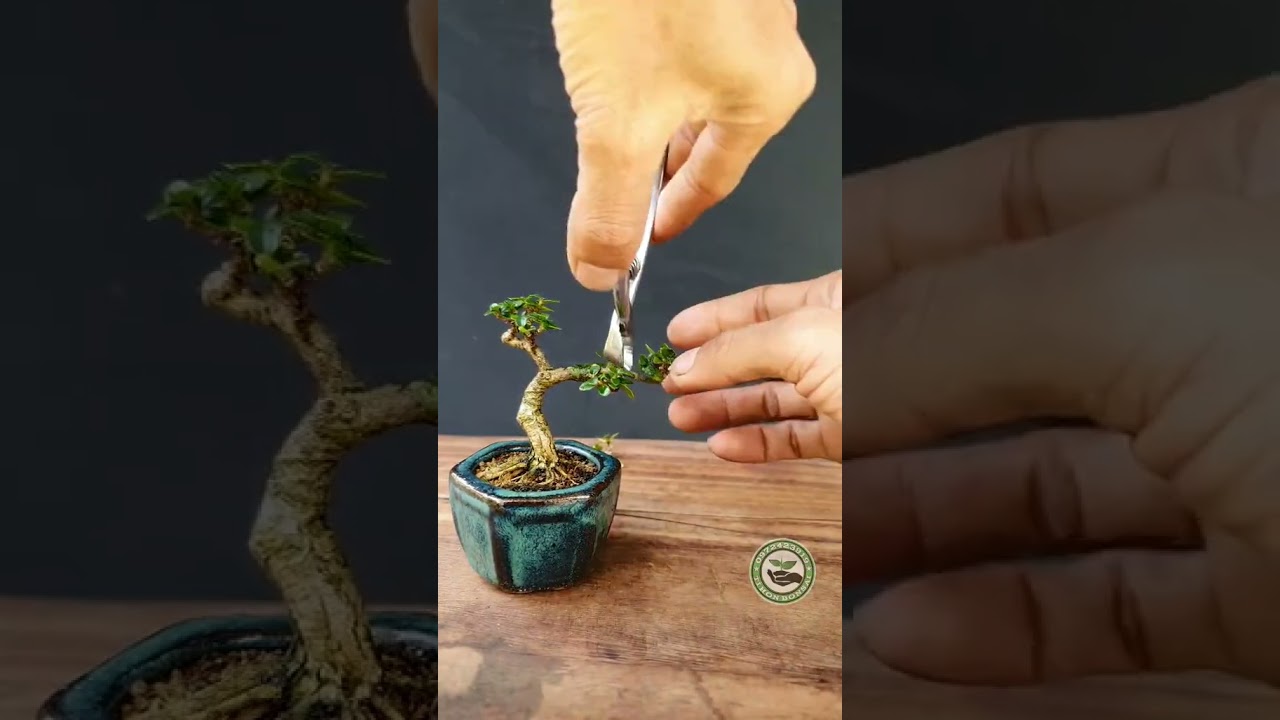 #bonsai