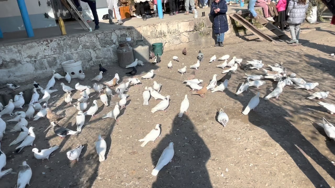 Աղավնիներ. Սարդարապատ