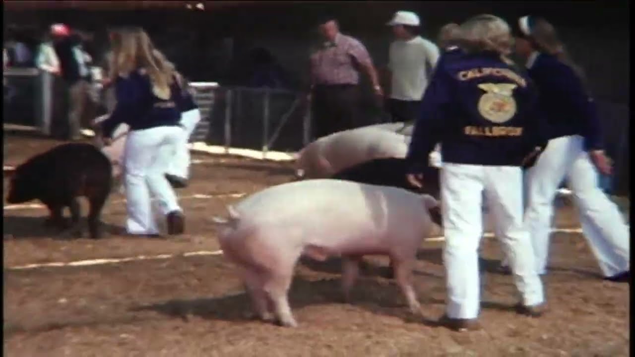 1976 FFA Pig at Del Mar Fair