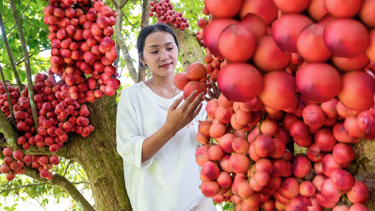 Harvest Burmese grape Goes to the market sell - Rice Harvest | Linda Daily Life