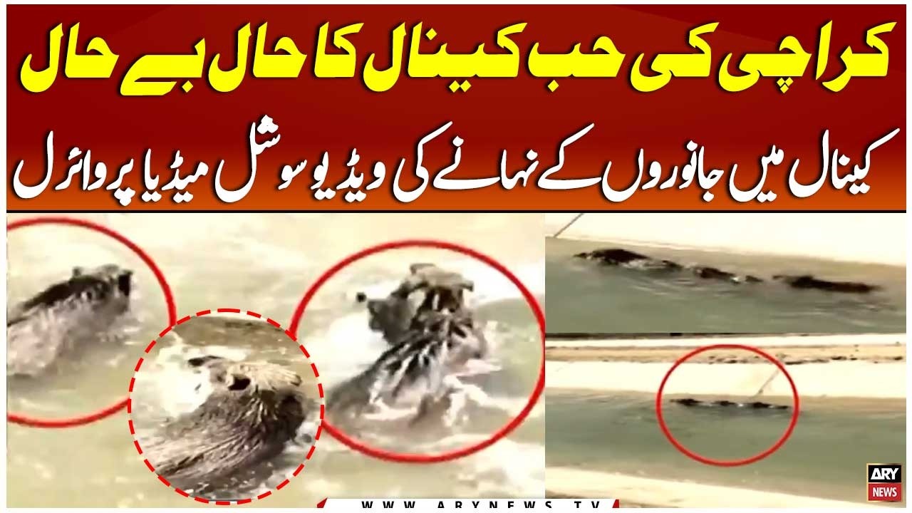 Karachi Hub Canal Mein Jangli Janwarun Ka Raaj | Video Viral