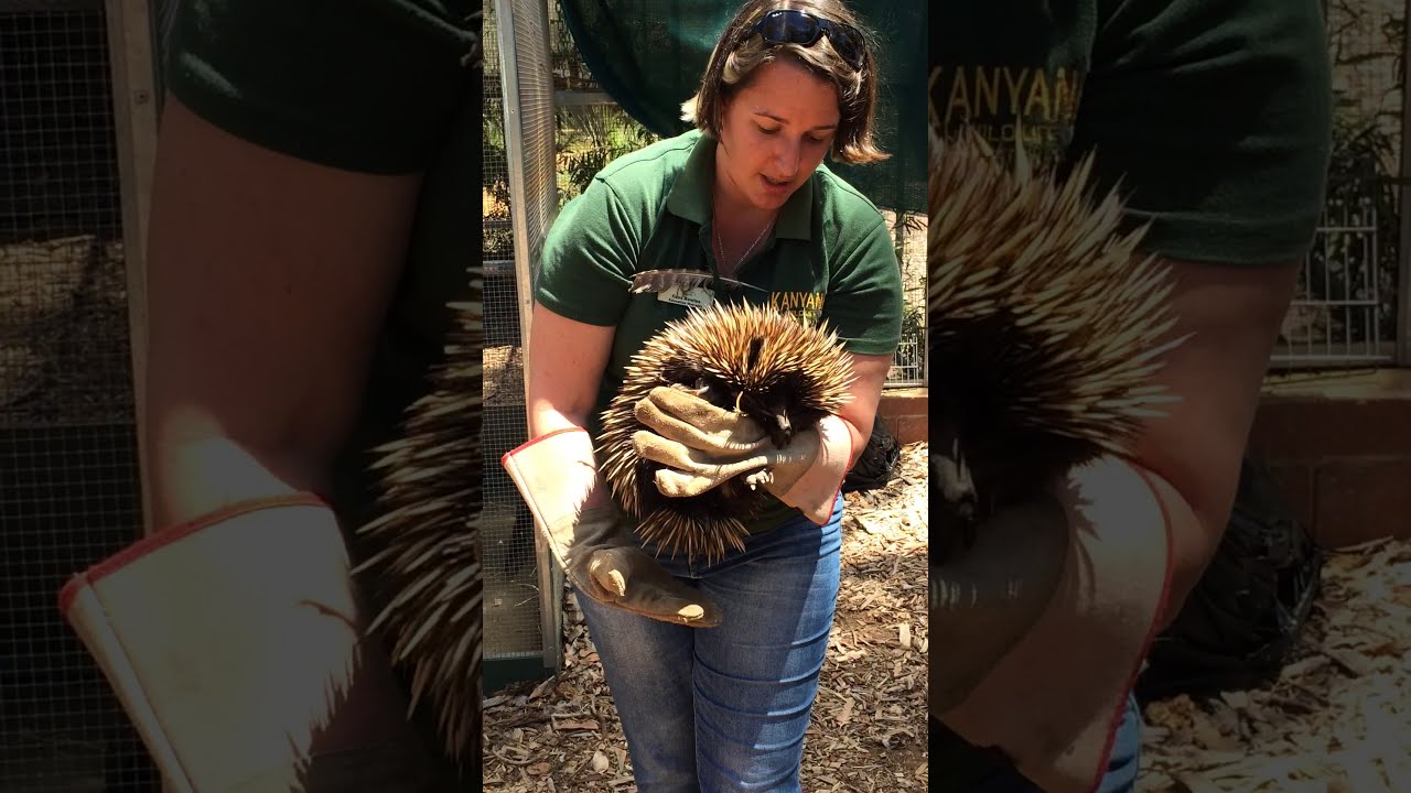 Echidna in opvangcentrum Kanyana in Perth