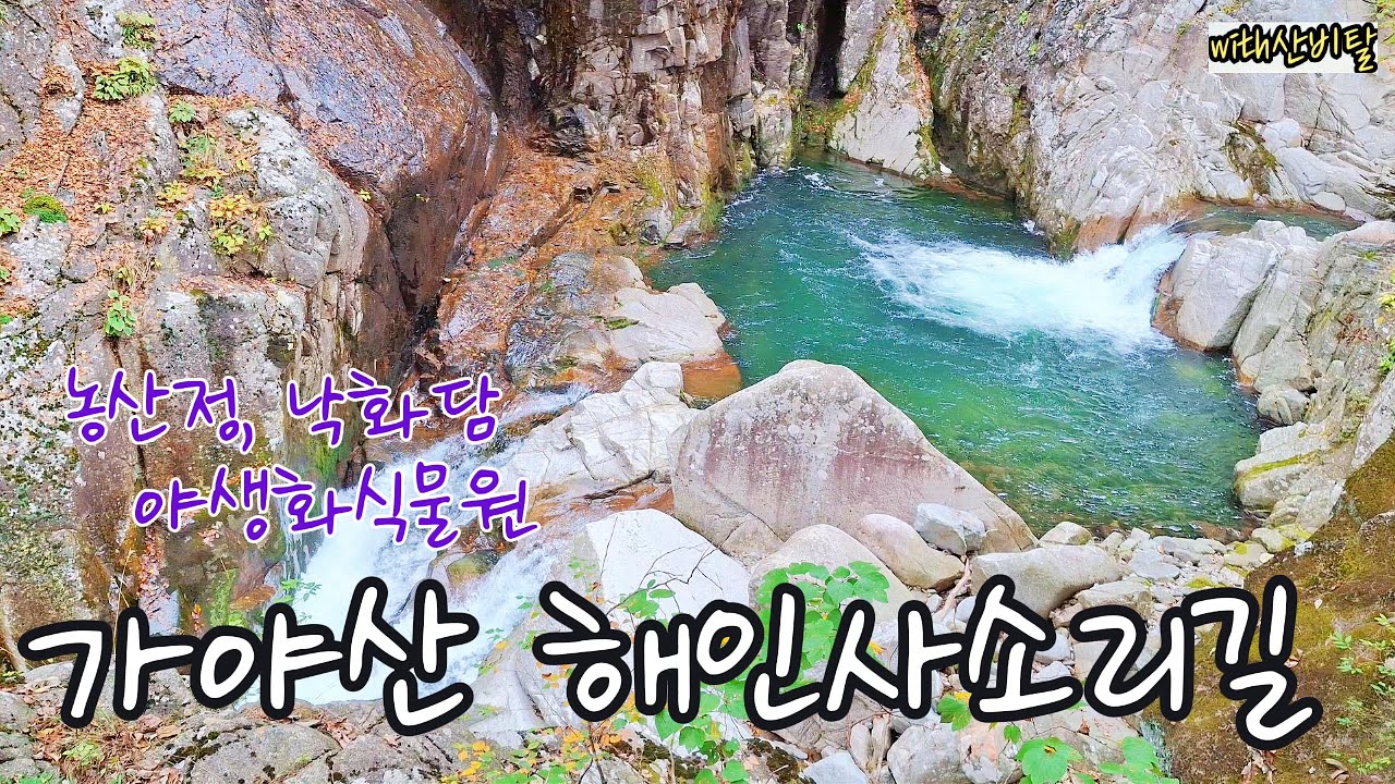 가야산 해인사소리길 홍류동 계곡 트레킹 / 농산정 낙화담 실시간 단풍 / 가야산 야생화식물원 / 대가야역사테마관 / 심원사