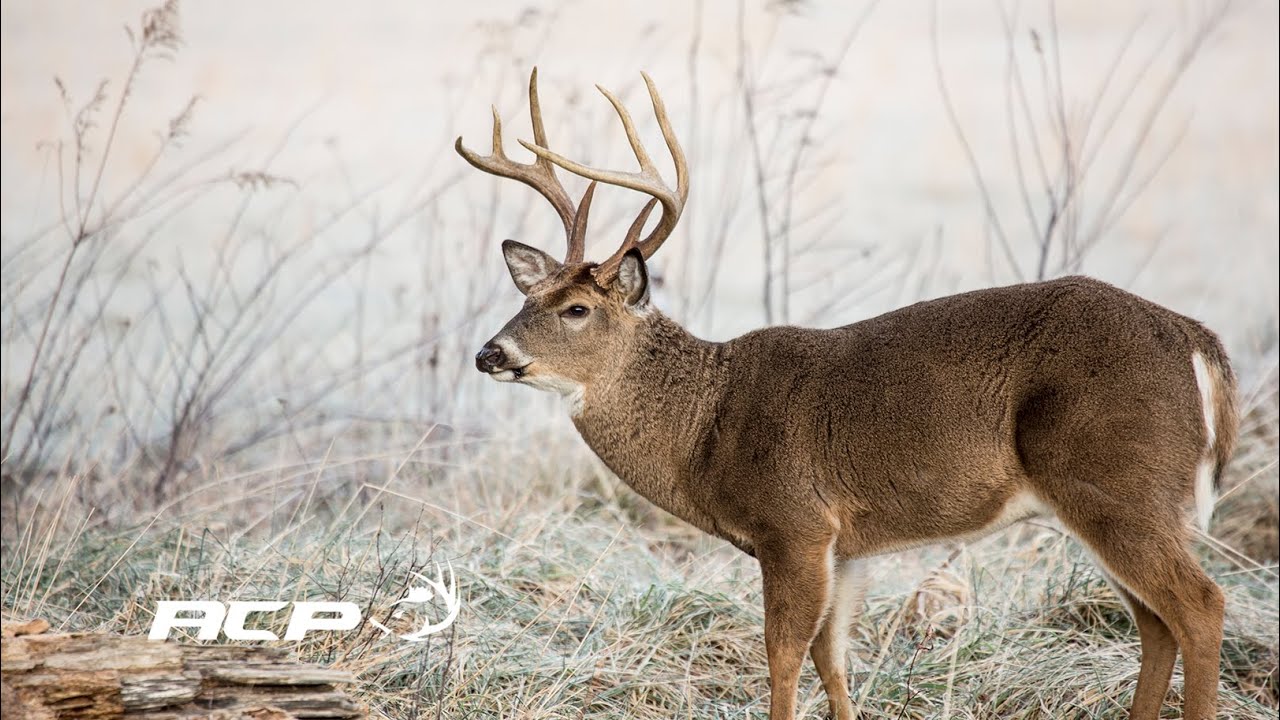 Les passes naturelles en chasse au chevreuil