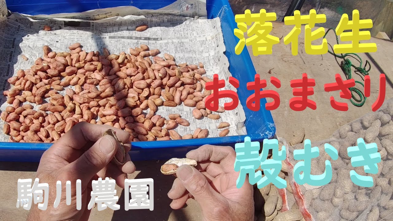 落花生おおまさリの種用殻むき　目指せ100品目　邑南町　駒川農園　21.4.9