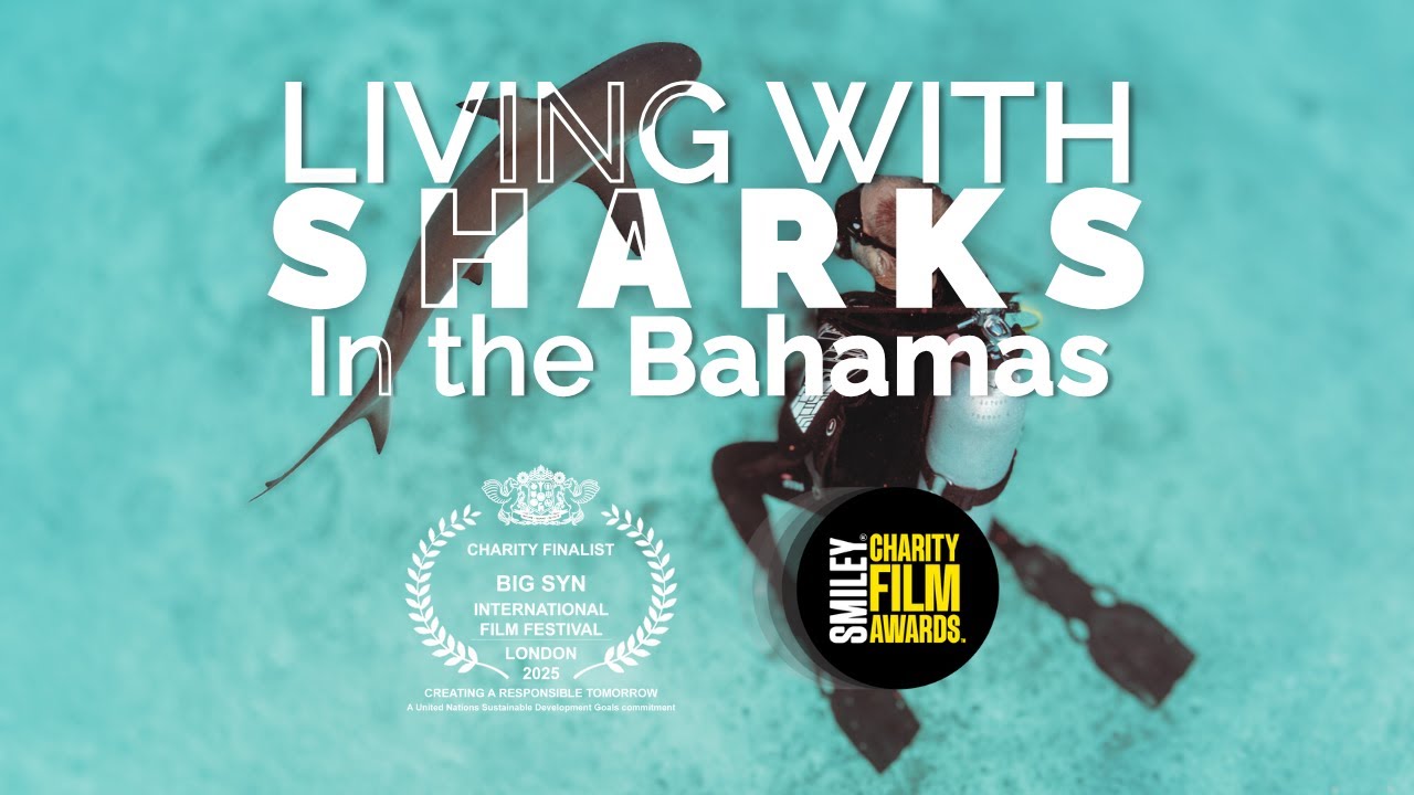 Living with Sharks in the Bahamas