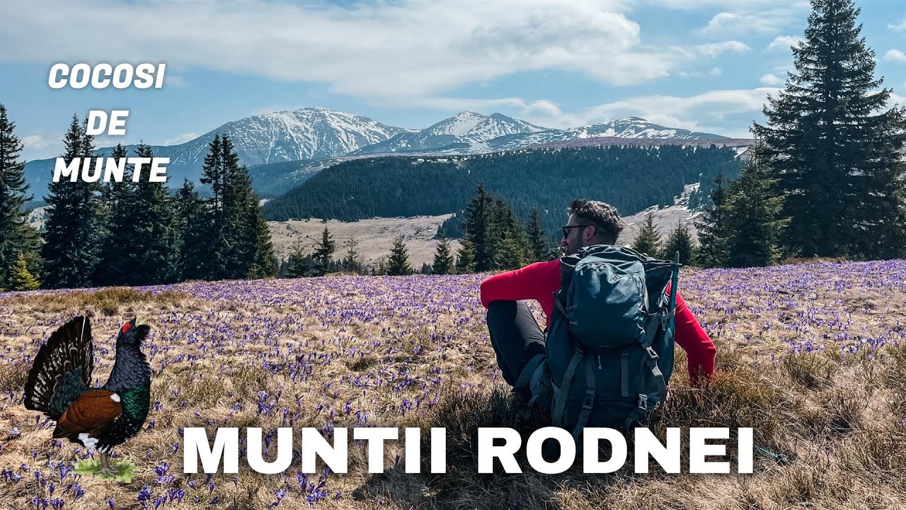 Muntii Rodnei | Am întâlnit COCOȘI de MUNTE in drumeția spre CREASTA și BRANDUSE,vf.Rebra,vf.Batrana