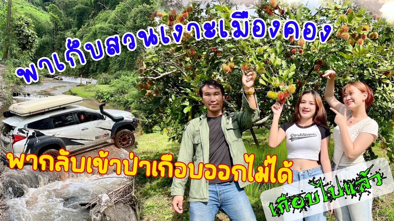 เก็บสวนเงาะเมืองคองพากลับเข้าป่าเกือบออกไม่ได้