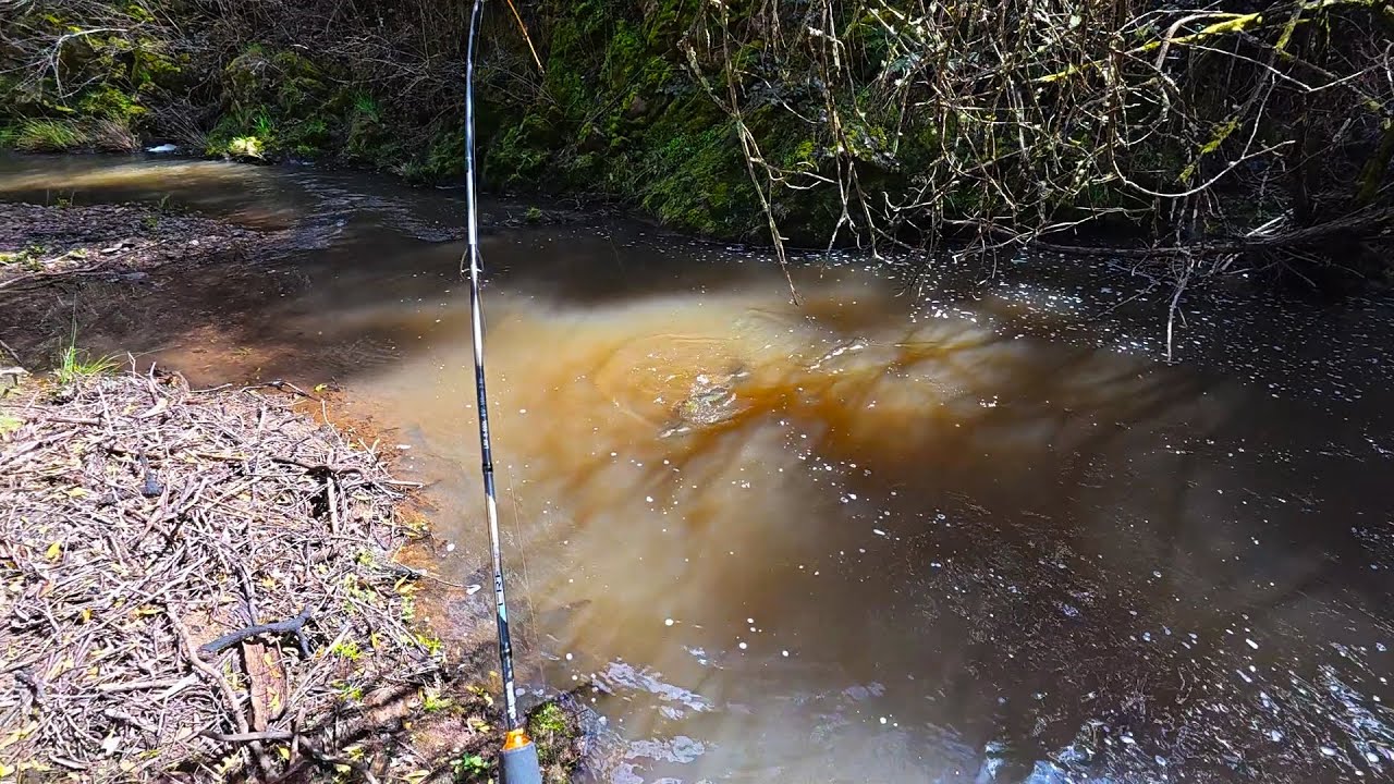 BIG Trout Fishing When Murray Cod Attack