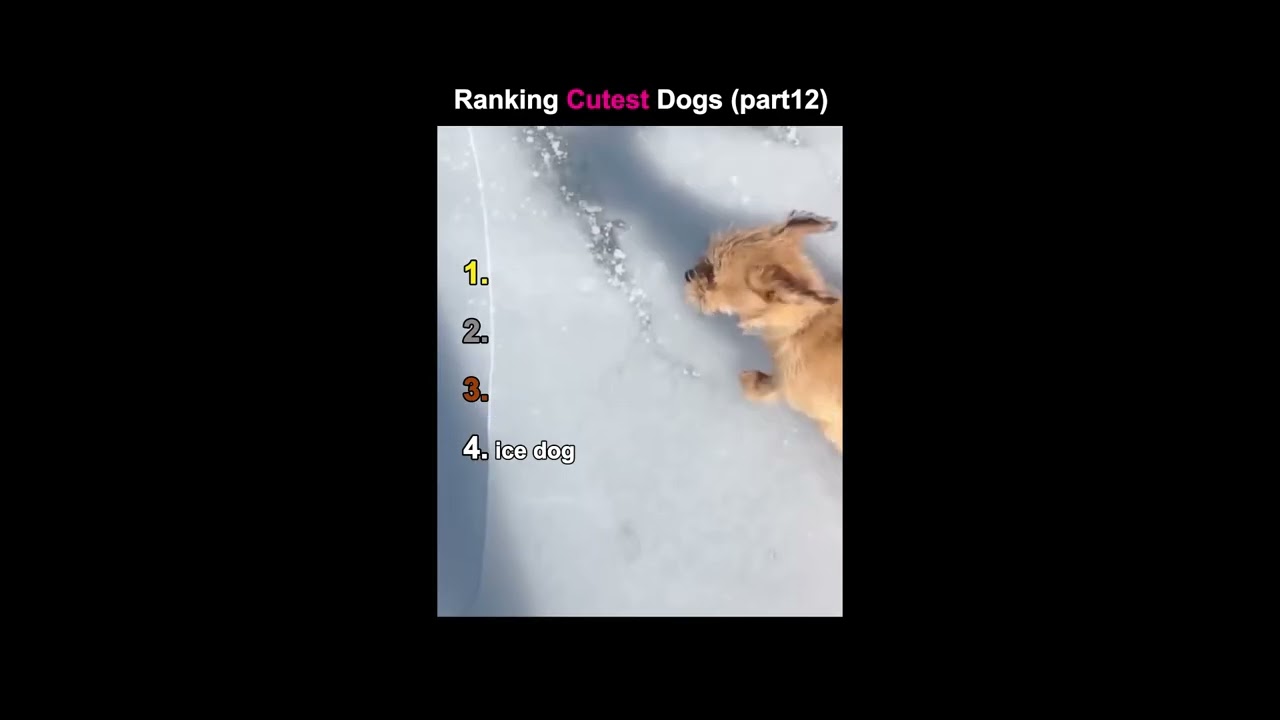 Ranking Cutest Dogs (Compilation 3)
