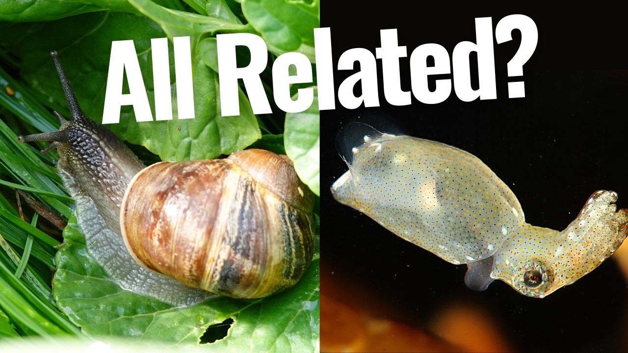 Molluscs | The Most Successful Body Plan on Earth