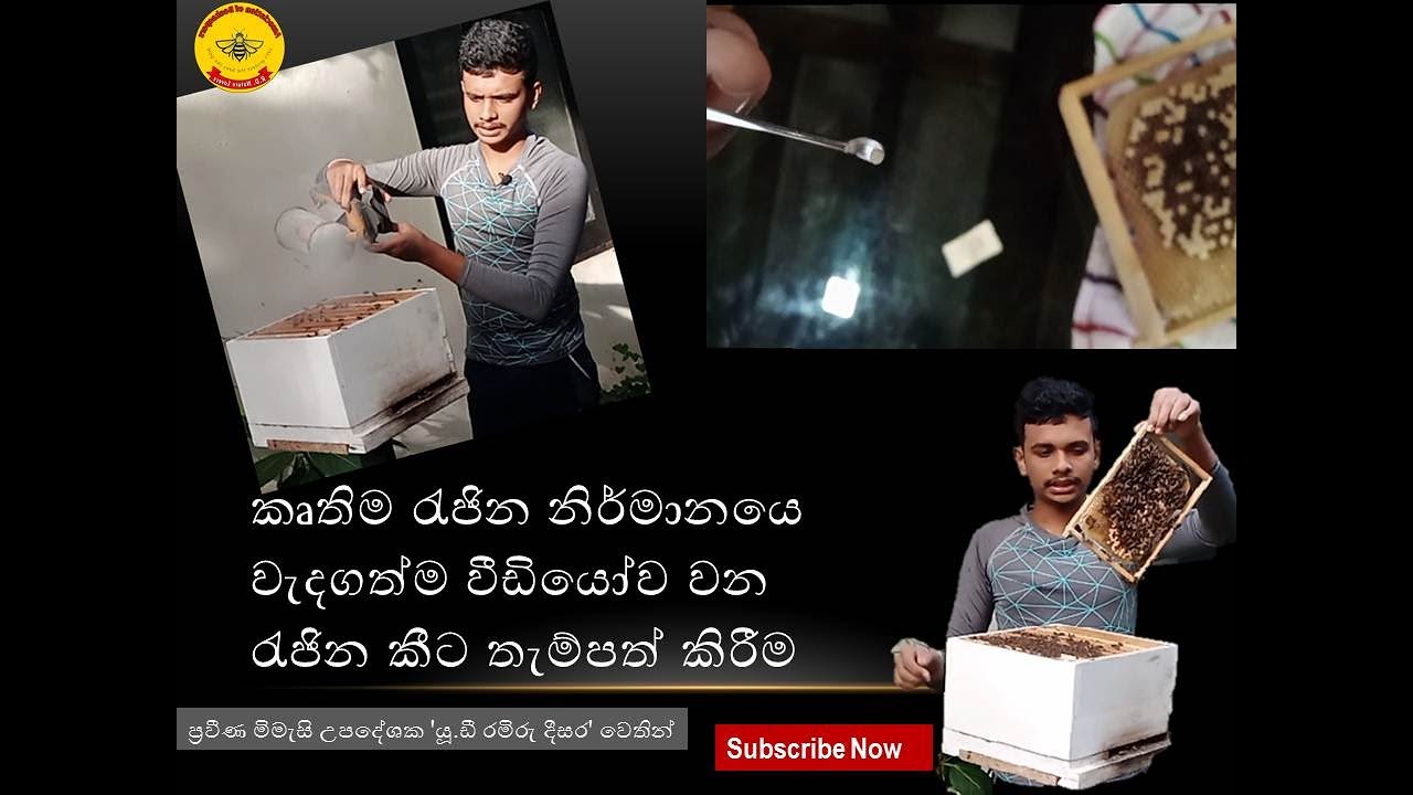 අනිවාර්යයෙන් බැලියයුතු ඔබ බලාපොරොත්තුවෙන්  සිටි  රැජින  කීට තැම්පත්කිරීම පිළිබද වට්නා වීඩියෝව