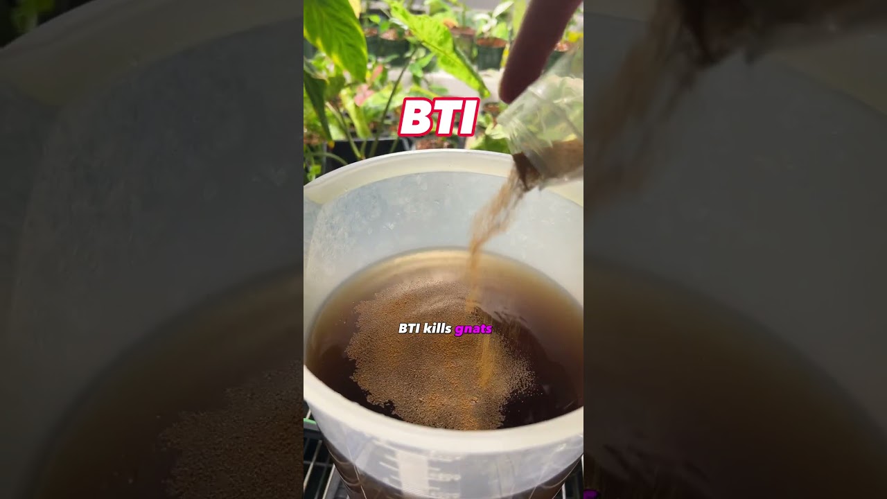 FEED your LEAVES with Foliar Feeding #Shorts #houseplants #plantcare