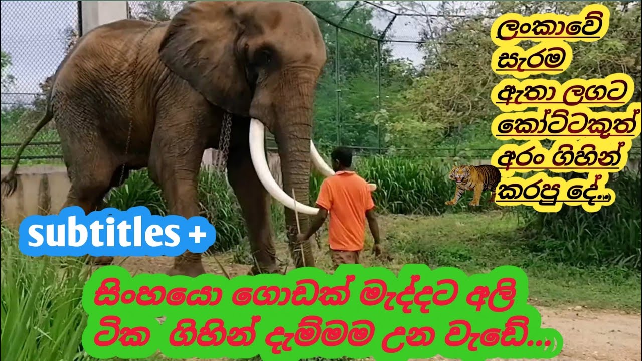 From the elephant zone to the lion zone & volunteers #elephant #lion #elephantattack #wildmachan