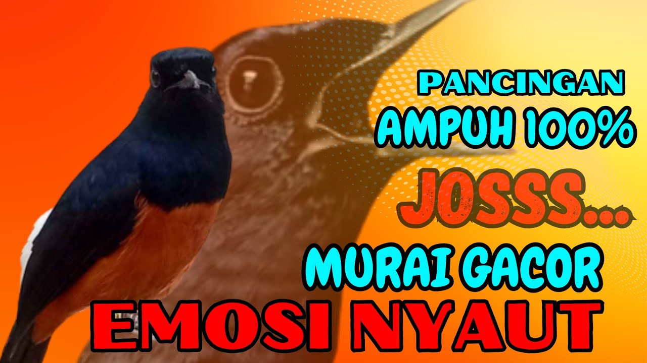 pancingan murai batu GACOR ampuh JADIKAN murai MACET nyaut EMOSI❗❗