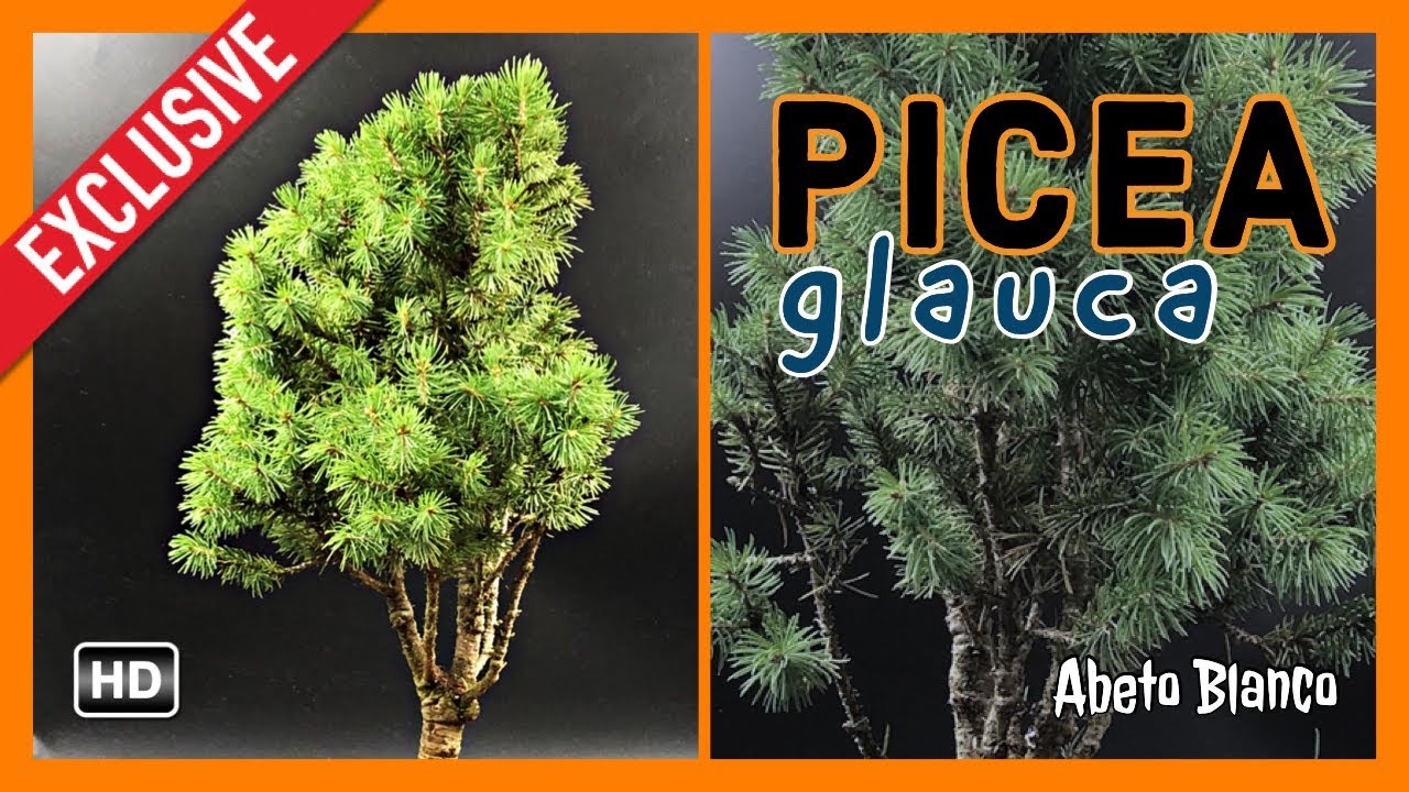 Bonsai Picea Glauca. Abeto Blanco.