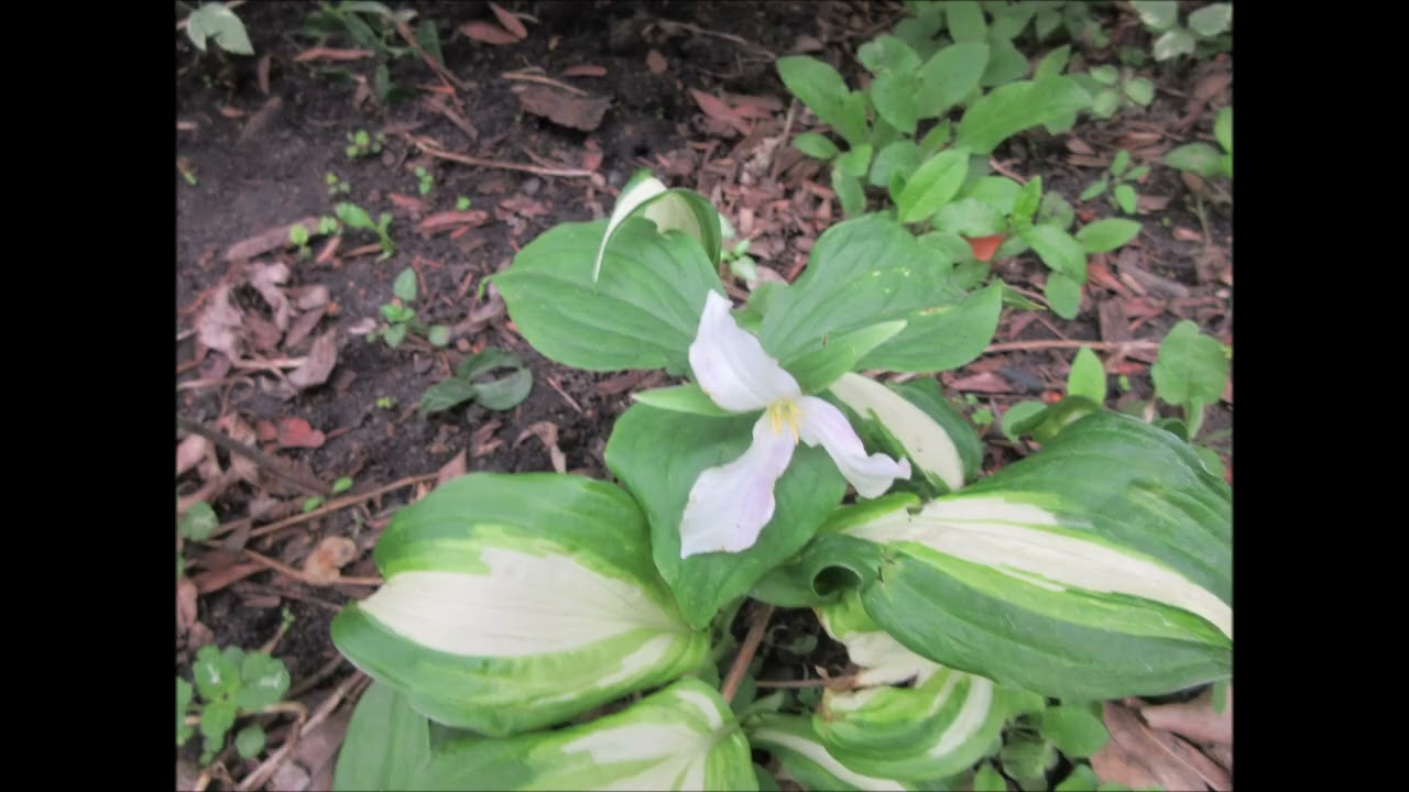 Holding Grace Trillium May 2025