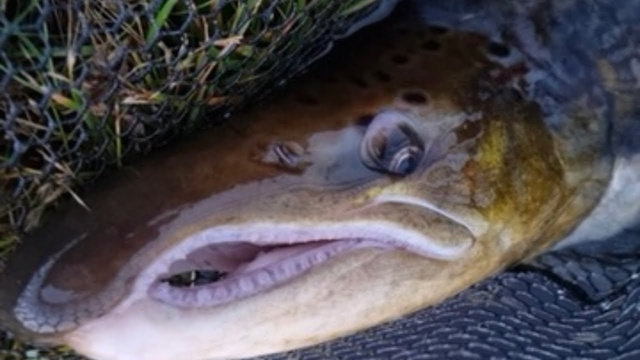 2023 PERSONAL BEST SCOTTISH SALMON