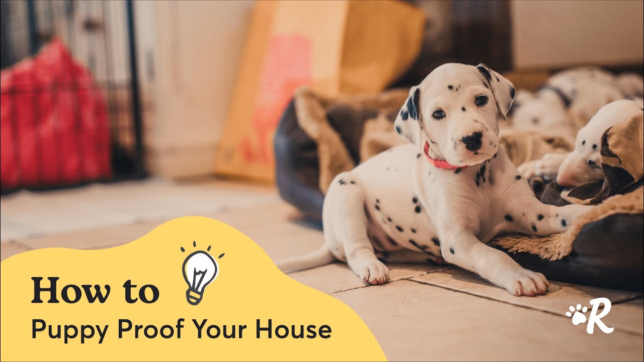 Rover's Complete Puppy-Proofing Guide: Room-by-Room Safety Tips for New Dog Parents