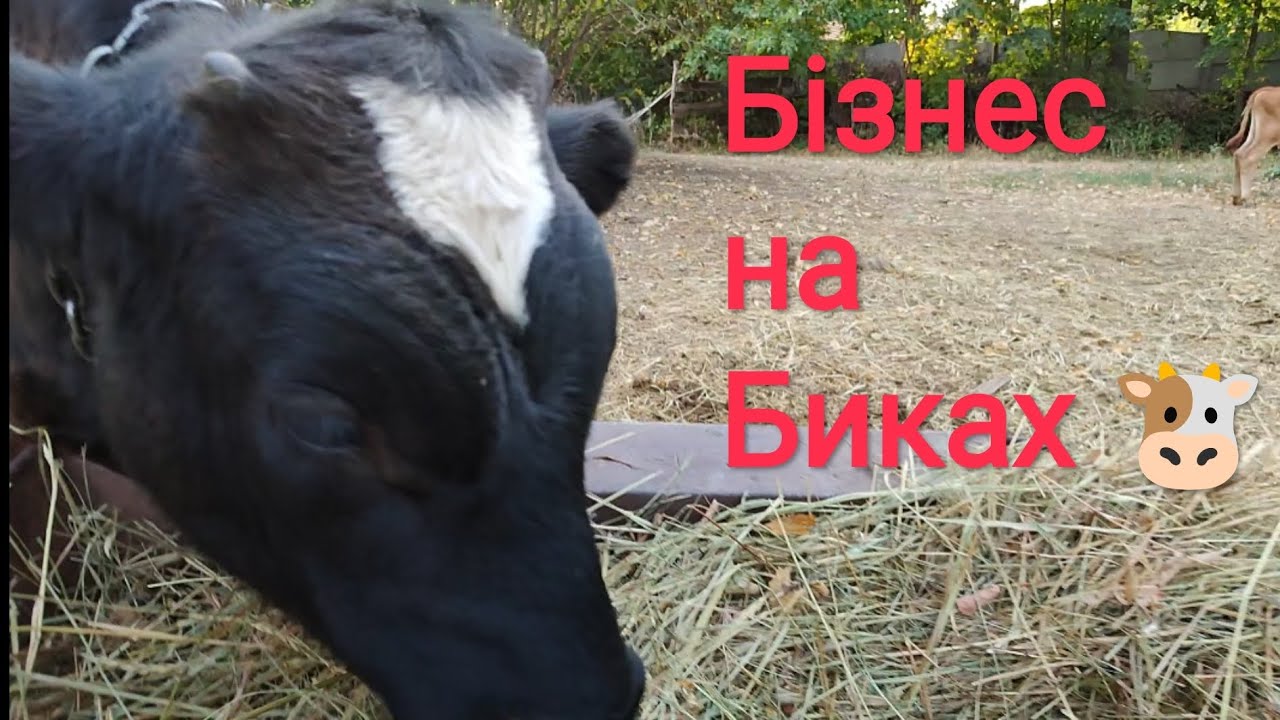 ‼️ Бізнес на Биках 🐮 1000 баксів на м'ясі ❓ реально ❓ відгодівля телят 🐮🥛💪