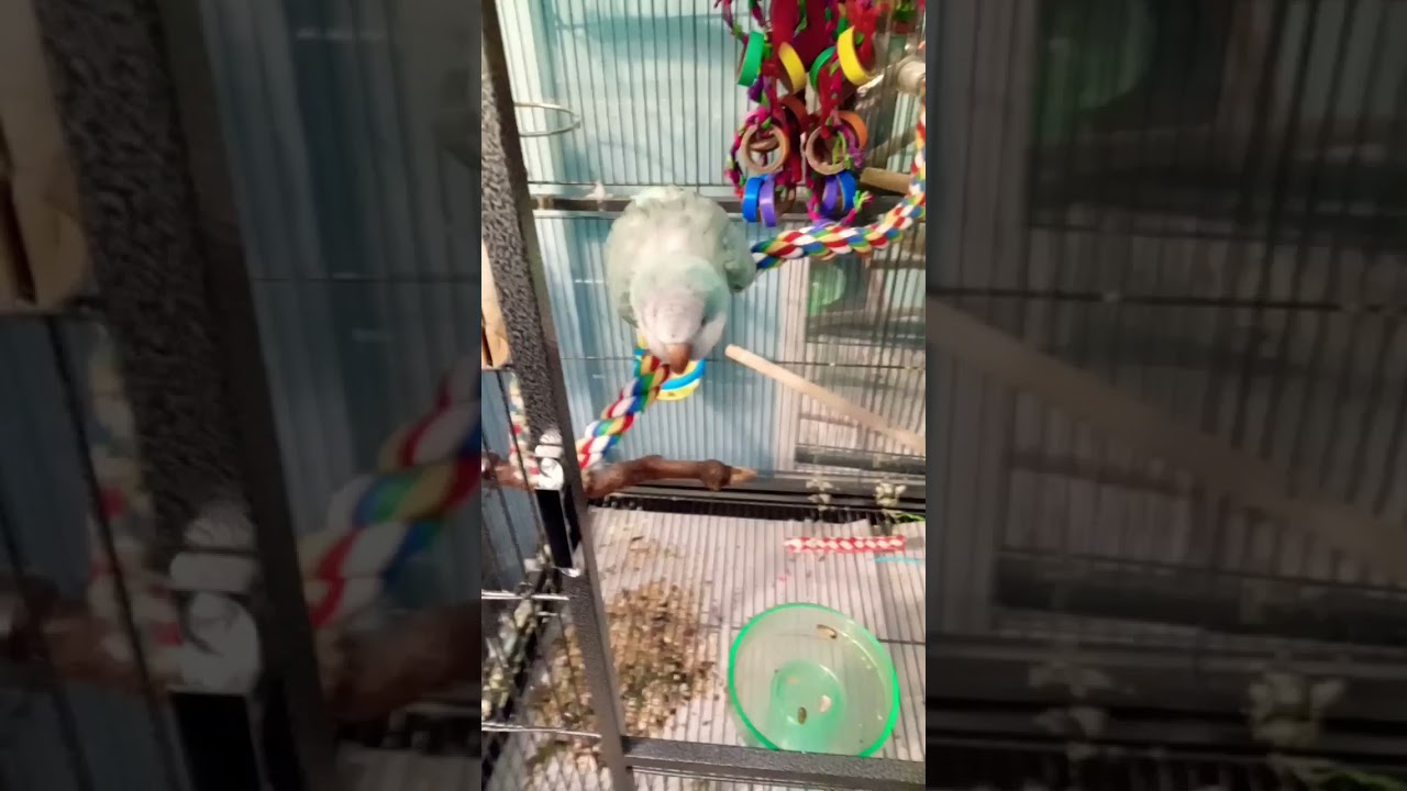 #funny #смешнаясобака #pets #goldenretriever #perrolindo #grappigehond #cutedog #schattigehond