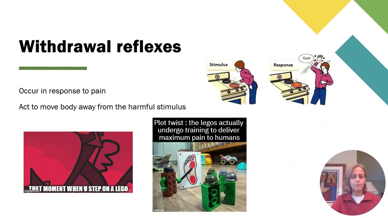8c Spinal Cord and Spinal Reflexes - Spinal Reflexes