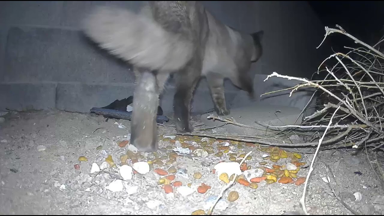 Siamese on Del Monte DEC 1 2025