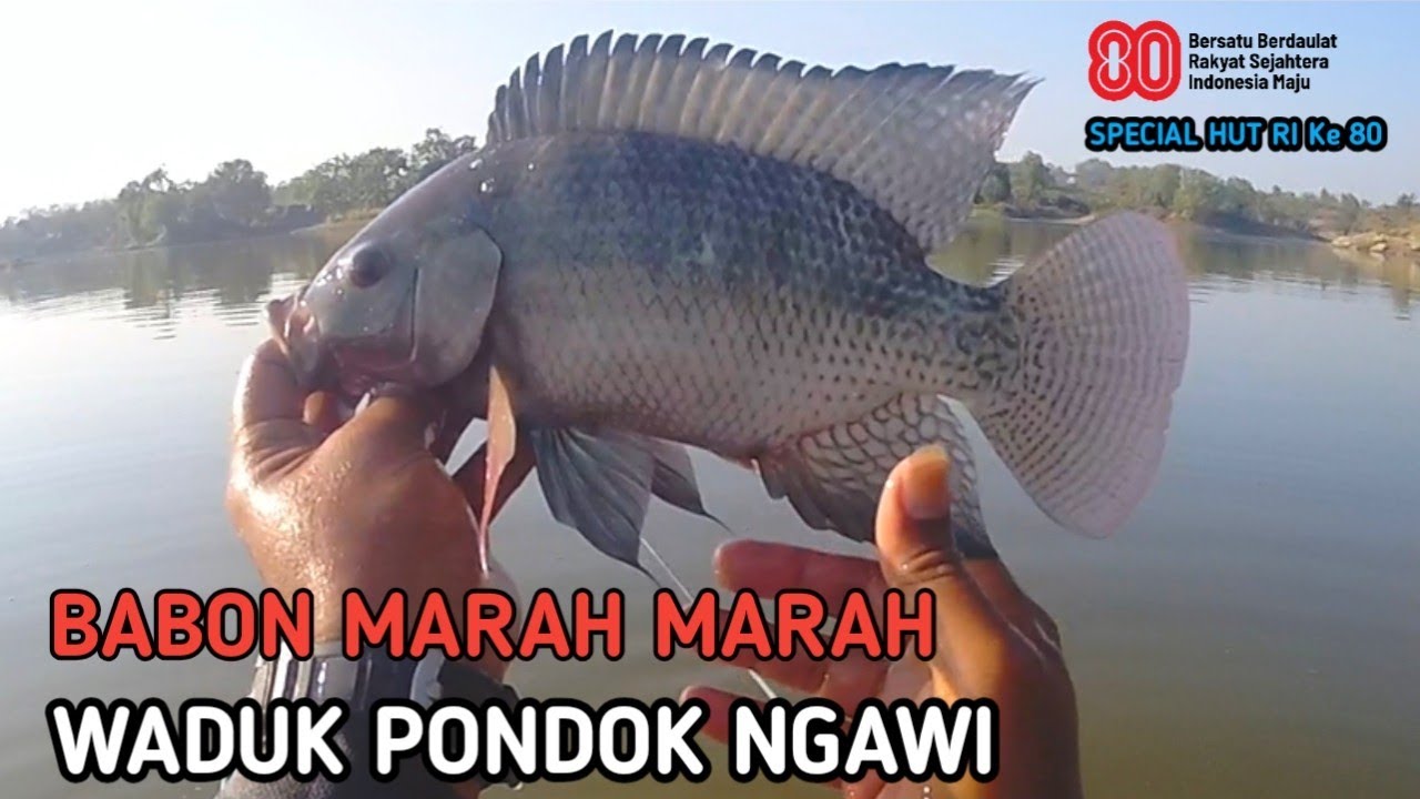 EDIANNN❗BABON DAGU MERAH Waduk Pondok Sudah Mulai Lapar